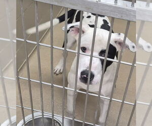 Mutt Dogs for adoption in Decatur, IL, USA