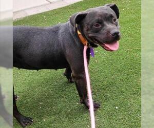 American Pit Bull Terrier-Unknown Mix Dogs for adoption in Las Vegas, NV, USA