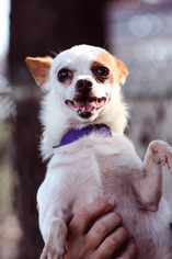 Chihuahua Dogs for adoption in Tuttle, OK, USA