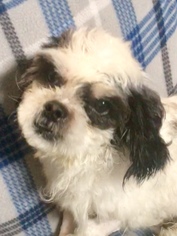 Shih Apso Dogs for adoption in Houma, LA, USA