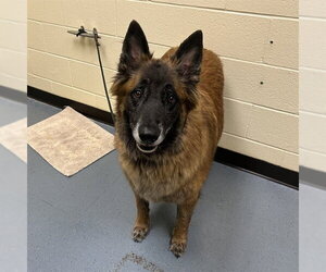 Holland Shepherd-Unknown Mix Dogs for adoption in Denver, CO, USA