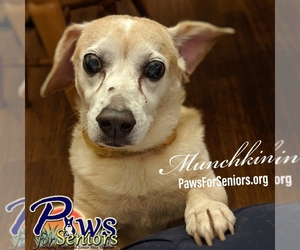 Beagle-Chihuahua Mix Dogs for adoption in Bealeton, VA, USA