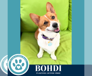 Pembroke Welsh Corgi Dogs for adoption in Kimberton, PA, USA