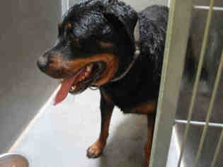 Rottweiler Dogs for adoption in Modesto, CA, USA