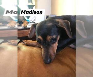 Dachshund-Unknown Mix Dogs for adoption in Staunton, VA, USA