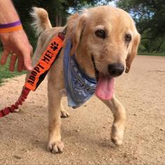 Golden Retriever Dogs for adoption in Austin, TX, USA