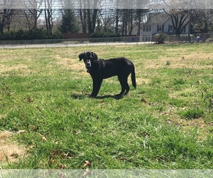 Labrador Retriever Dogs for adoption in COLUMBIA, MD, USA