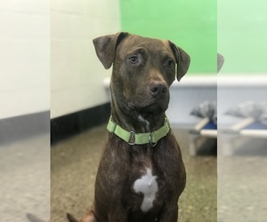Mutt Dogs for adoption in Akron, OH, USA