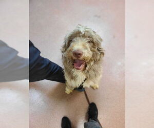 Aussiedoodle Dogs for adoption in Ogden, UT, USA