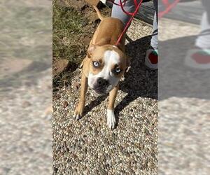 Boxer-Unknown Mix Dogs for adoption in Houston, TX, USA