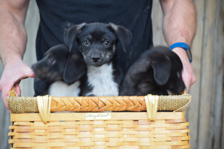 Medium Photo #1 Labrador Retriever-Unknown Mix Puppy For Sale in Sandy, UT, USA