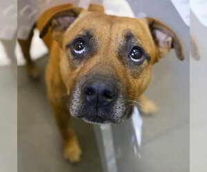 American Staffordshire Terrier-Unknown Mix Dogs for adoption in San Antonio, TX, USA