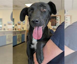 Borador Dogs for adoption in Rockwall, TX, USA