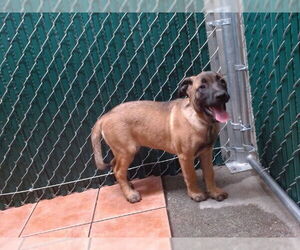 Mutt Dogs for adoption in Downey, CA, USA