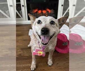 - Mix Dogs for adoption in Woodbury, NY, USA