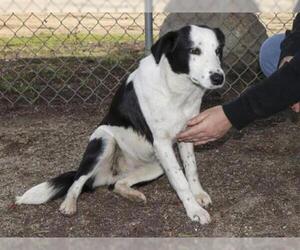 Border Collie Dogs for adoption in Ojai, CA, USA