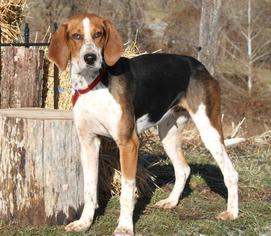 Medium Photo #1 Coonhound Puppy For Sale in Livonia, MI, USA