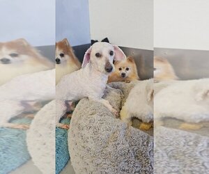 Bichon Frise Dogs for adoption in Studio City, CA, USA