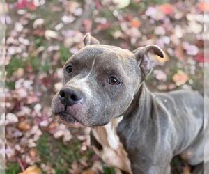 Mutt Dogs for adoption in Tulsa, OK, USA