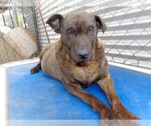 Mutt Dogs for adoption in San Diego, CA, USA