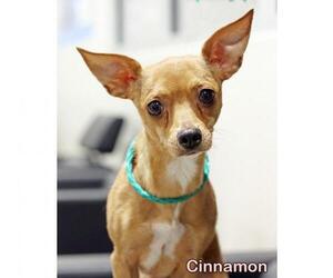 Chihuahua-Unknown Mix Dogs for adoption in Mason, MI, USA