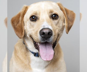 Labrador Retriever-Unknown Mix Dogs for adoption in Eden Prairie, MN, USA