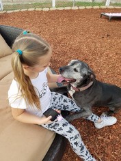 American Pit Bull Terrier-Great Dane Mix Dogs for adoption in  Ramona, CA, USA