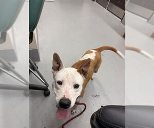 American Pit Bull Terrier Dogs for adoption in Corpus Christi, TX, USA