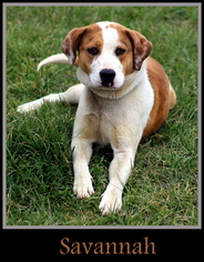 Mutt Dogs for adoption in Sullivan, IN, USA