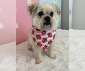 Mutt Dogs for adoption in Mission Viejo, CA, USA