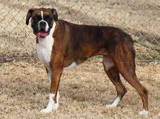 Boxer Dogs for adoption in Edmond, OK, USA