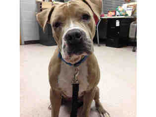 Boxer-Unknown Mix Dogs for adoption in Bowling Green, OH, USA