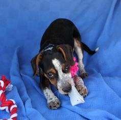 Beagle Dogs for adoption in Arlington, TX, USA