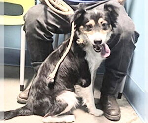 Border Collie Dogs for adoption in Houston, TX, USA