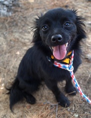 Schipperke Dogs for adoption in Carrollton, TX, USA