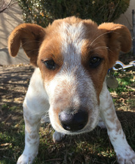 Mutt Dogs for adoption in Spanish Fork, UT, USA