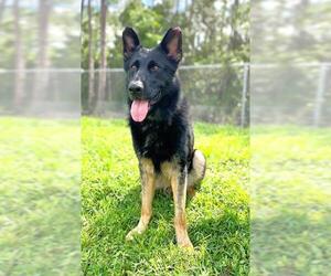 German Shepherd Dog Dogs for adoption in Naples, FL, USA