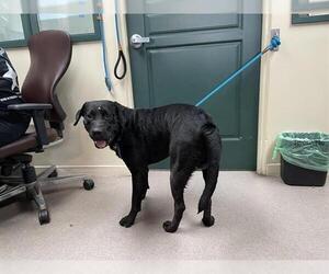 Labrador Retriever Dogs for adoption in Pasadena, CA, USA