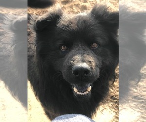 Chow Chow Dogs for adoption in Lockport, NY, USA