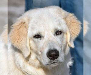 Golden Pyrenees Dogs for adoption in Huntley, IL, USA