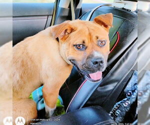 Staffordshire Bull Terrier Dogs for adoption in Rutherfordton, NC, USA