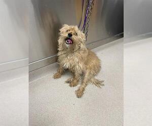 Bichon Frise-Unknown Mix Dogs for adoption in Fairbanks, AK, USA