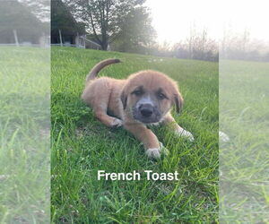 German Shepherd Dog-Great Pyrenees Mix Dogs for adoption in Aurora, IN, USA