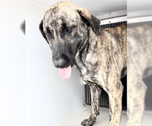 Plott Hound Dogs for adoption in Houston, TX, USA