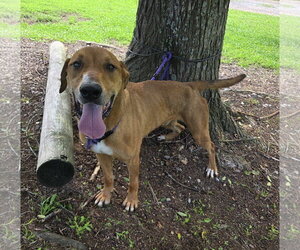 Labrador Retriever-Rhodesian Ridgeback Mix Dogs for adoption in Attalka, AL, USA