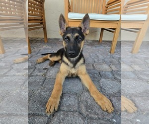 German Shepherd Dog Dogs for adoption in Plantation, FL, USA