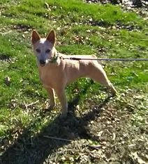 Medium Photo #1 Red Heeler-Unknown Mix Puppy For Sale in Marion, KY, USA