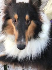 Collie Dogs for adoption in Stafford, TX, USA