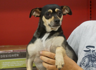 Chihuahua-Unknown Mix Dogs for adoption in Evans, GA, USA