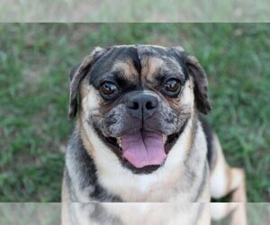 Puggle Dogs for adoption in oakland, FL, USA